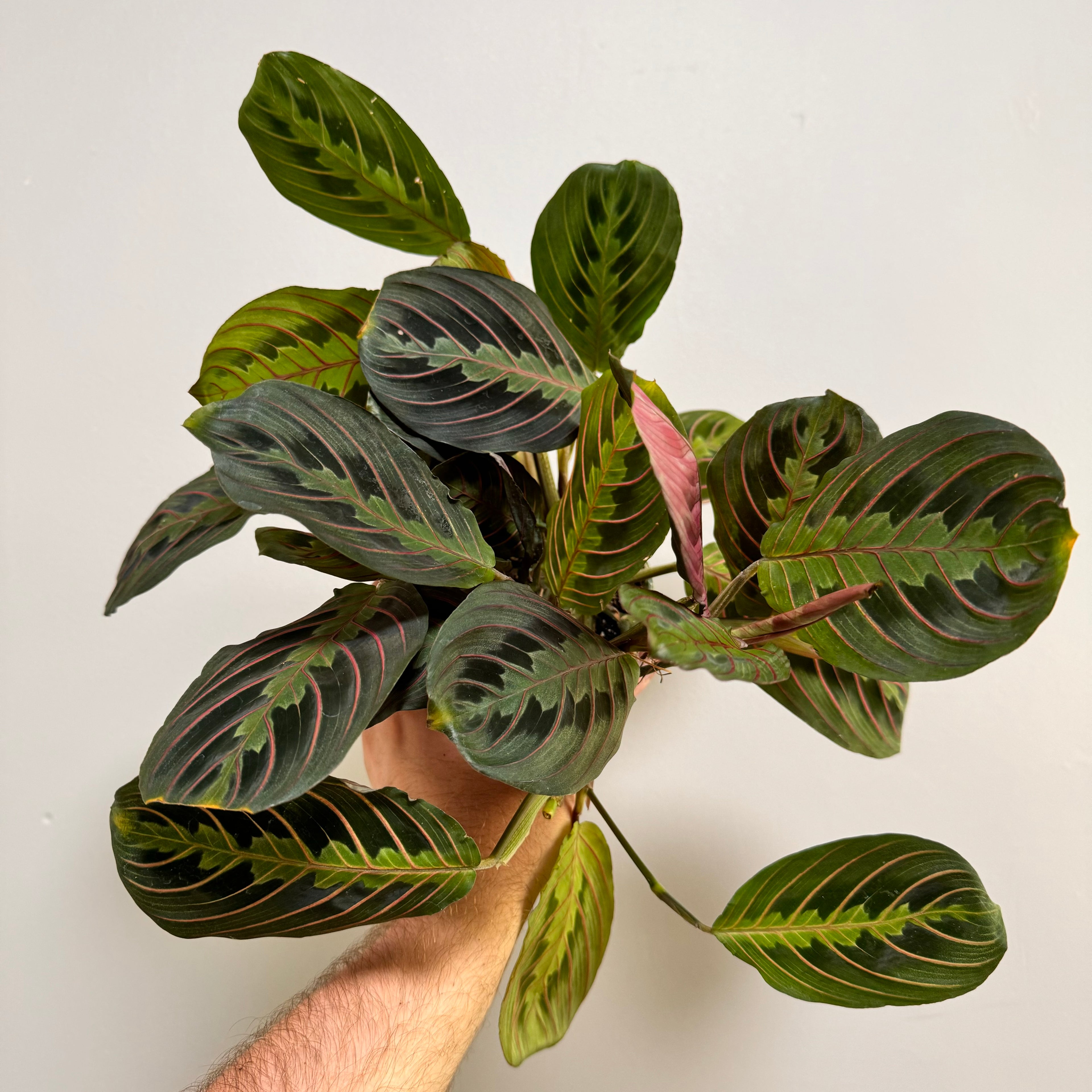 Marant Red Plant in size 4 inch nursery pot, white background