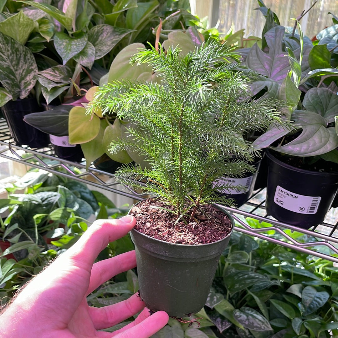 Norfolk Island Pine