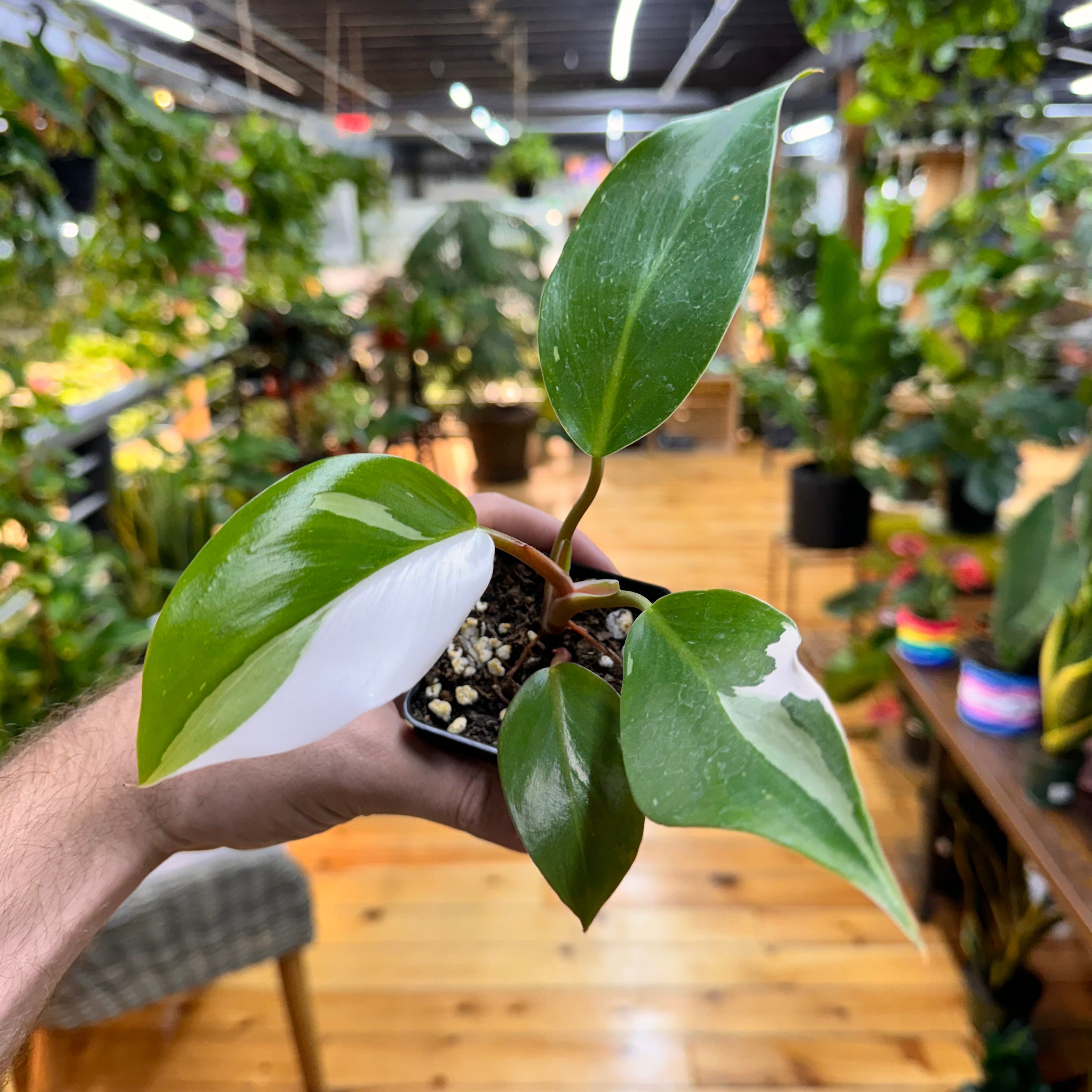 Philodendron White Knight