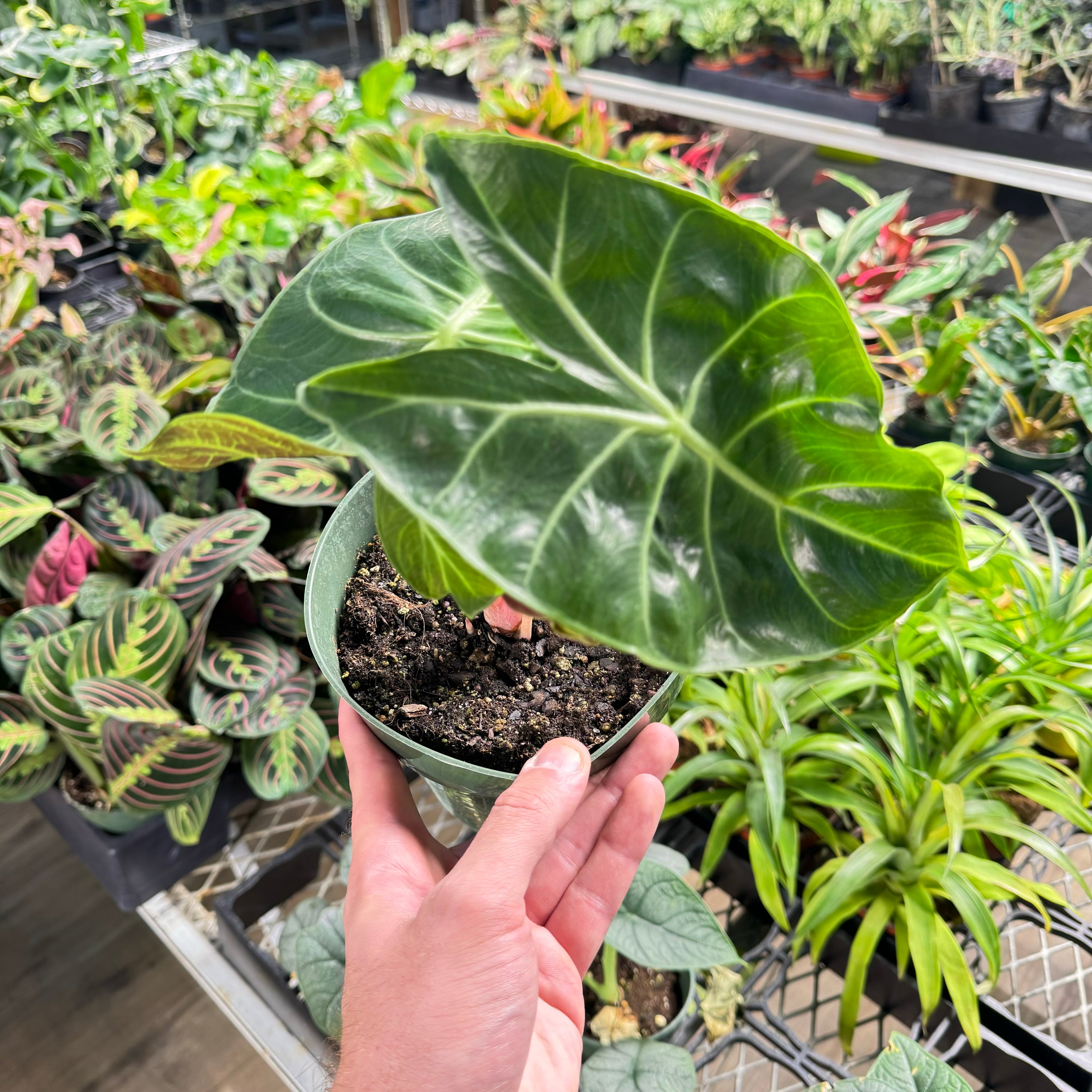 Alocasia Morocco