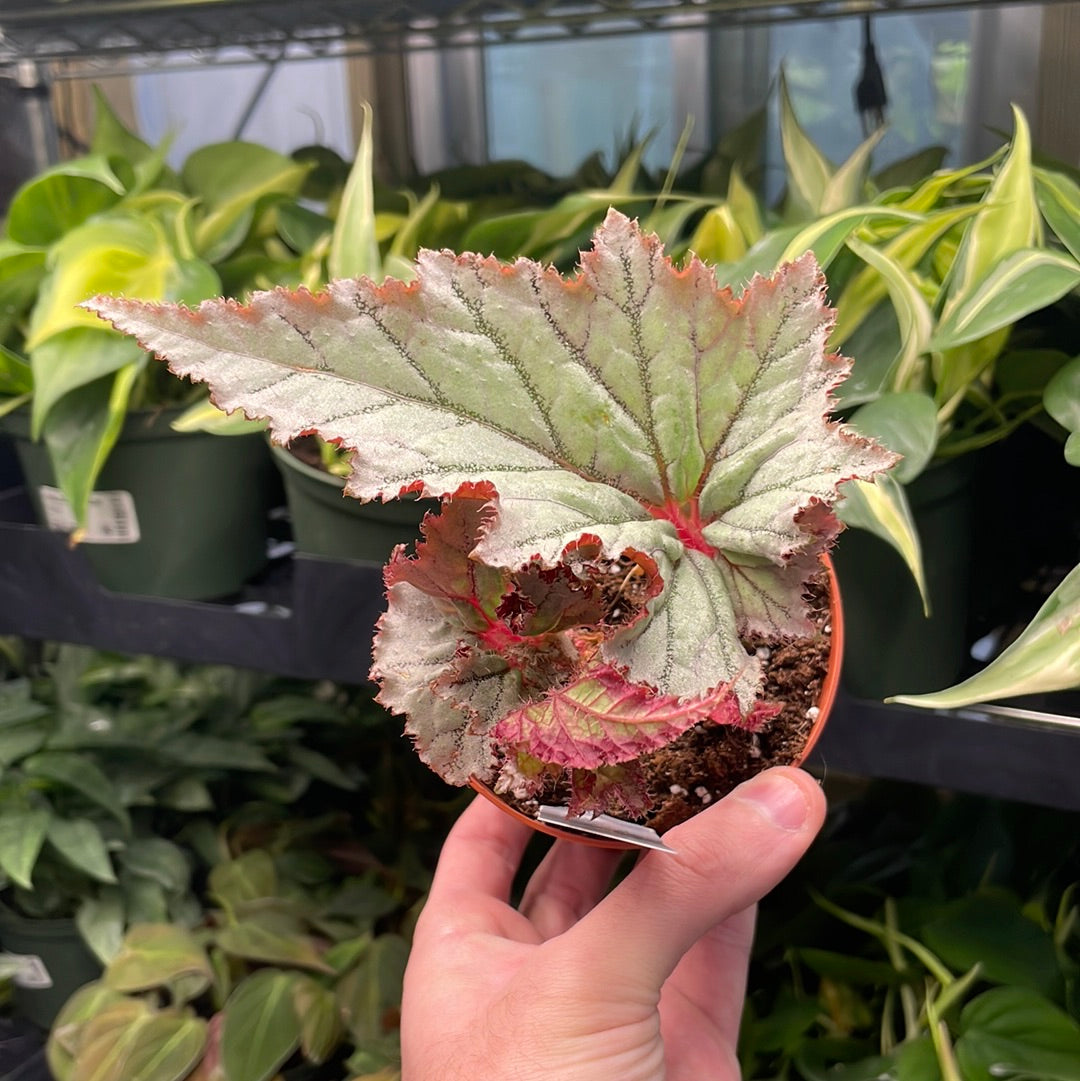 Begonia Harmony&