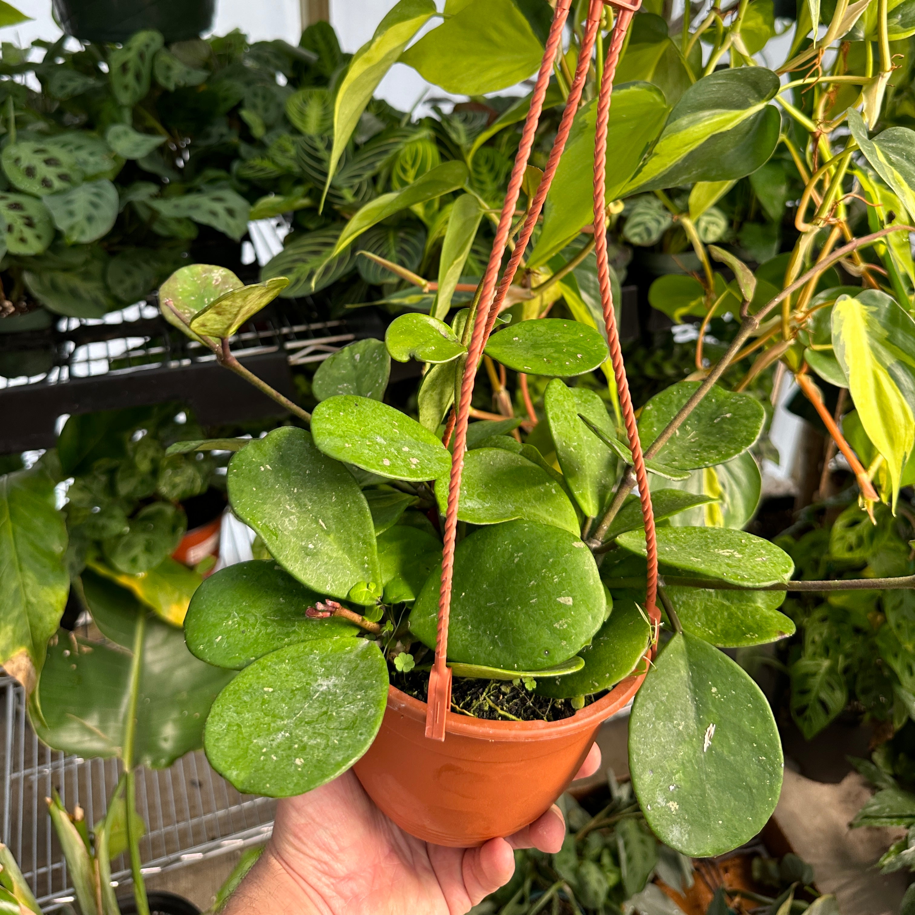 Hoya Obovata