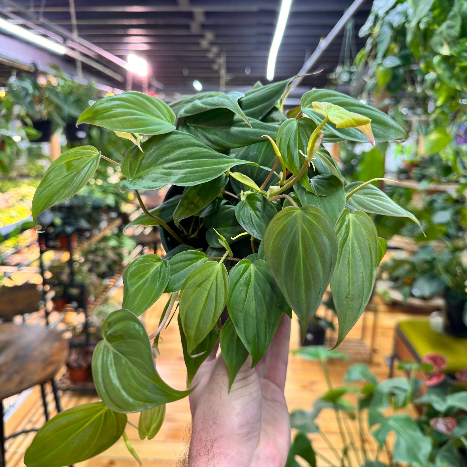 Philodendron Micans