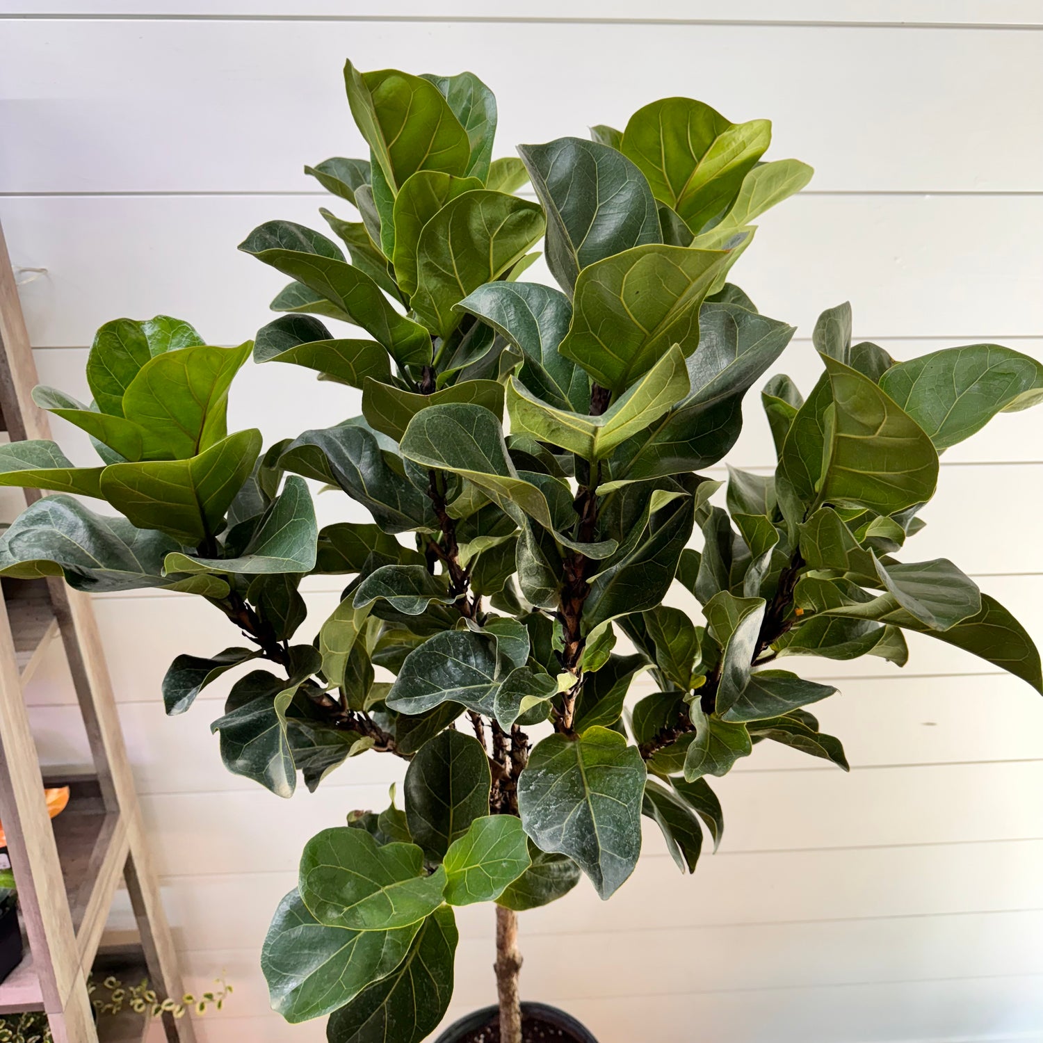 Ficus Lyrata Little