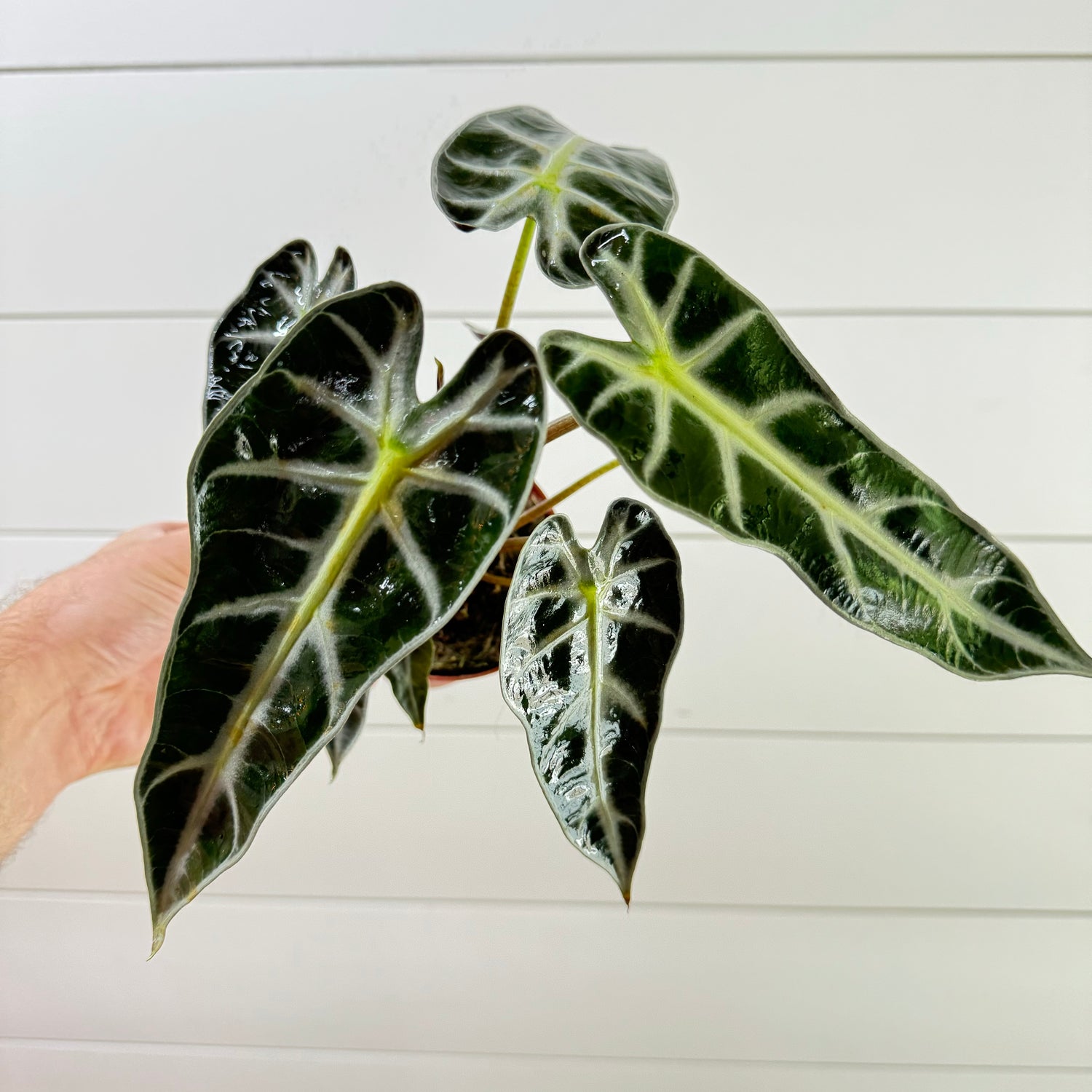 Alocasia Bambino