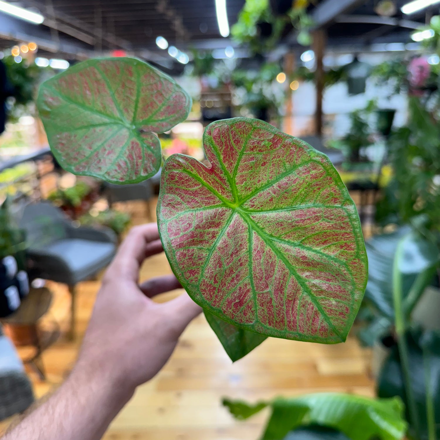 Caladium Sunshine