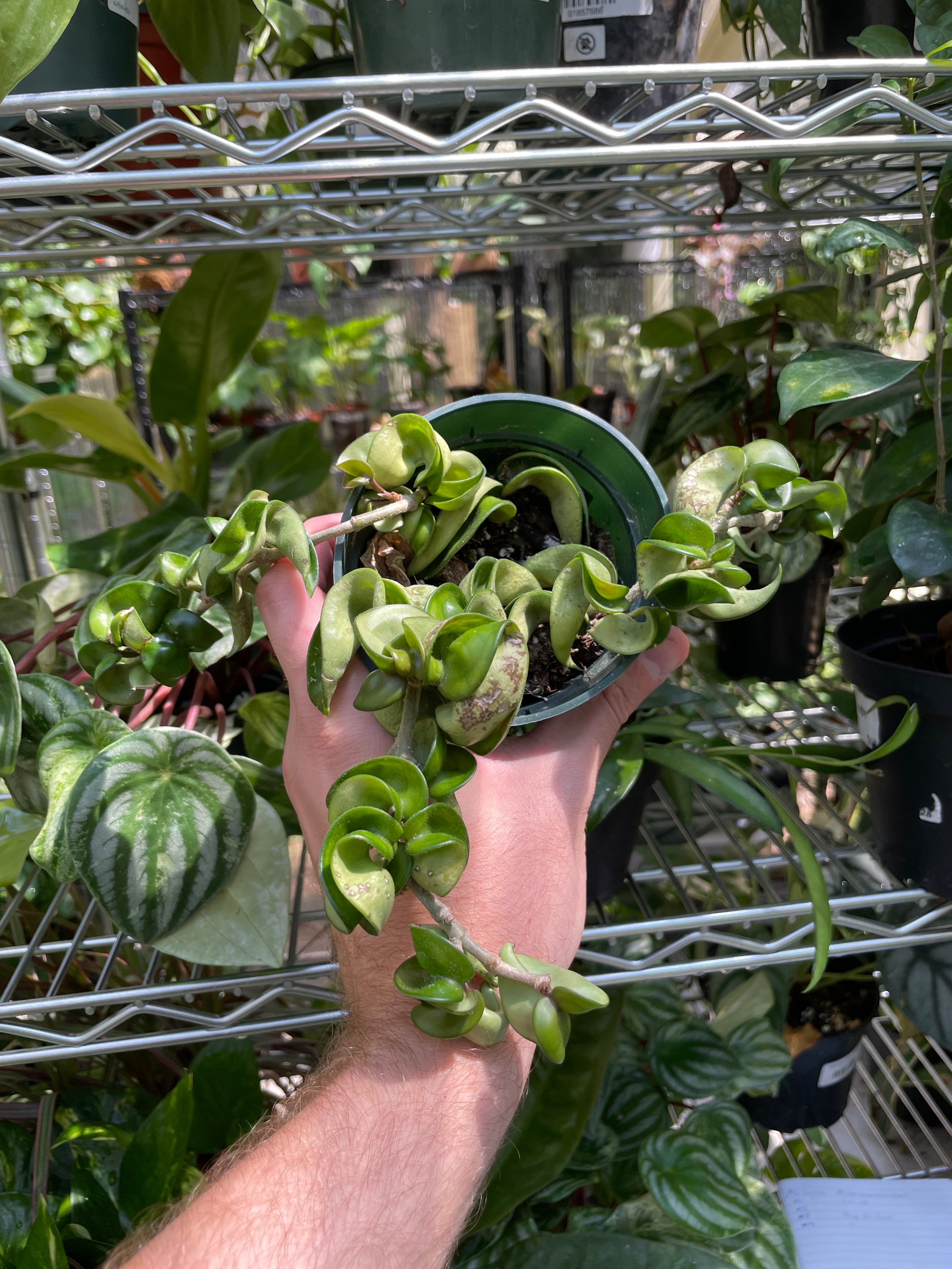 Hoya Rope | Live Plants & Succulents | Plant Daddies of Atlanta