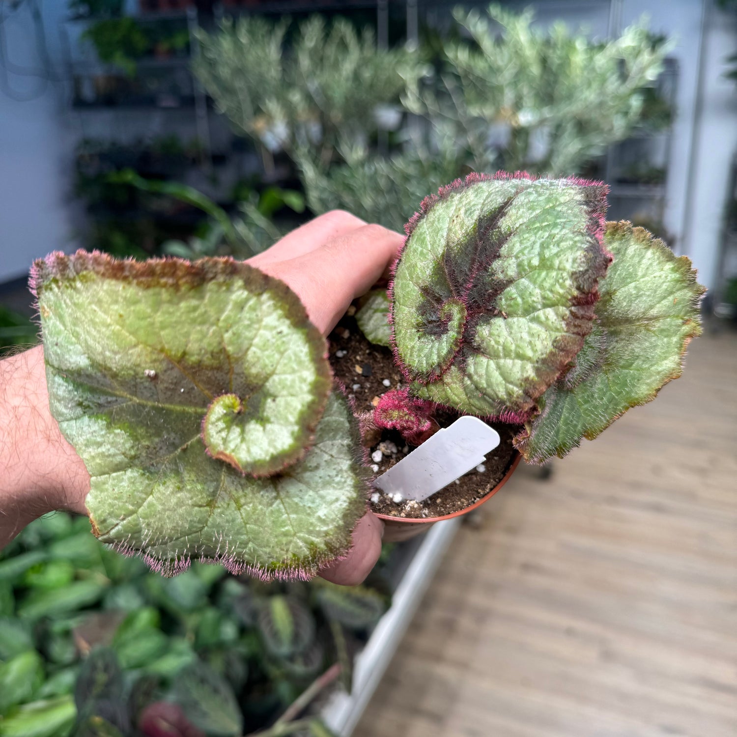 Begonia Rex Escargot