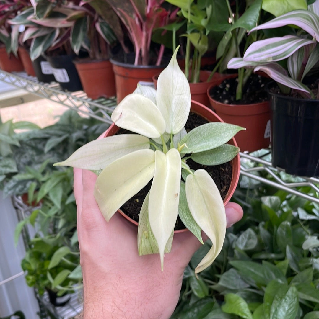 Philodendron Florida Ghost Mint