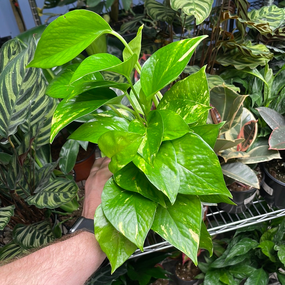 Pothos Golden