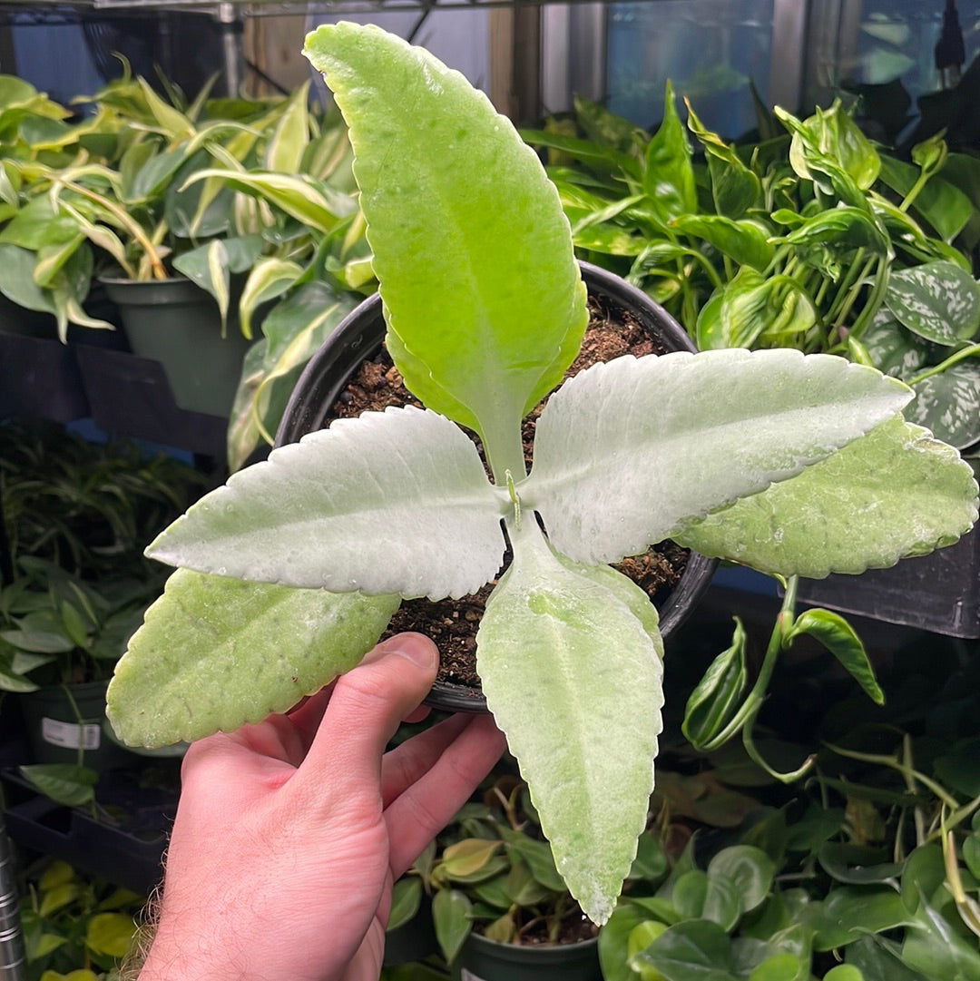 Kalanchoe Donkey Ears