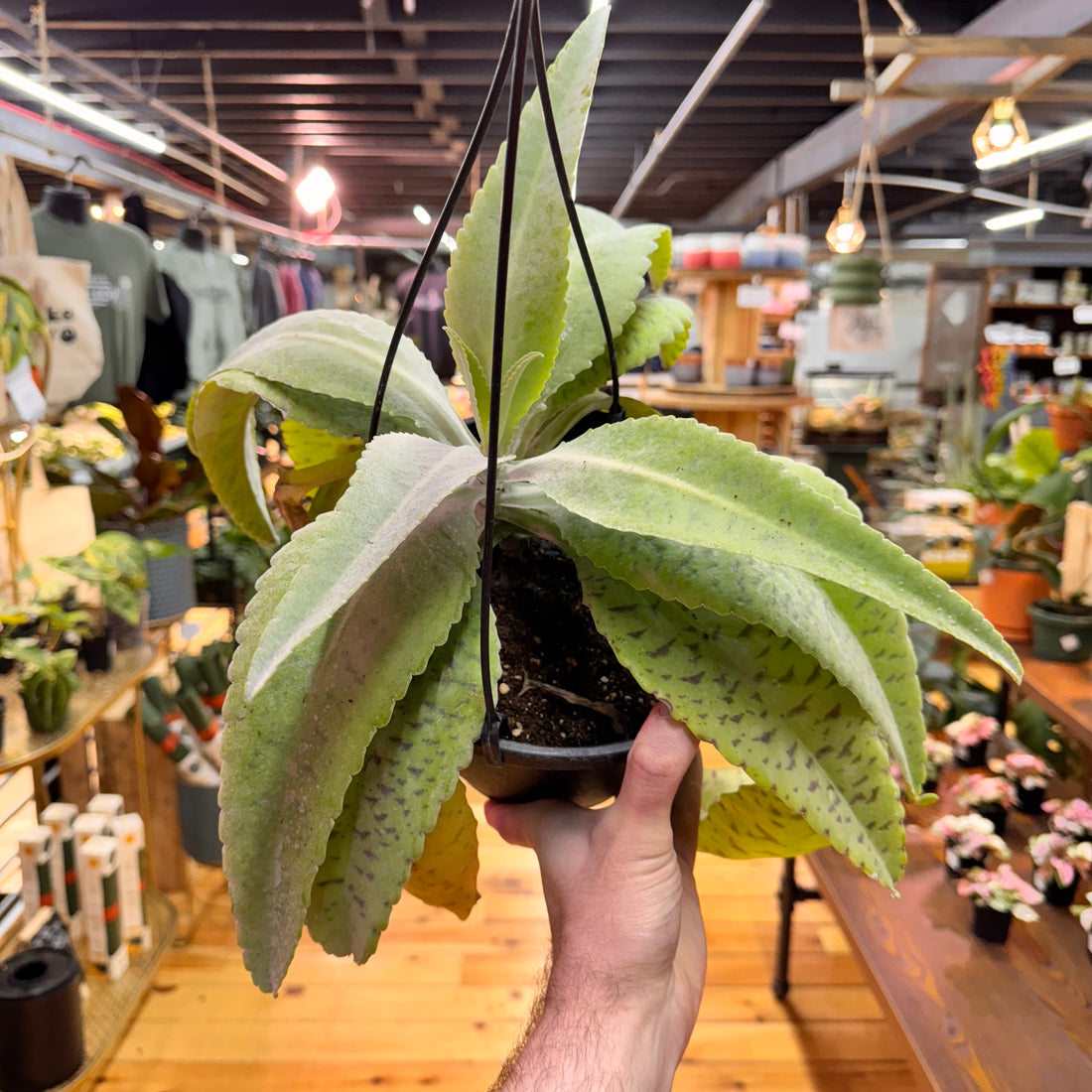 Kalanchoe Donkey Ears