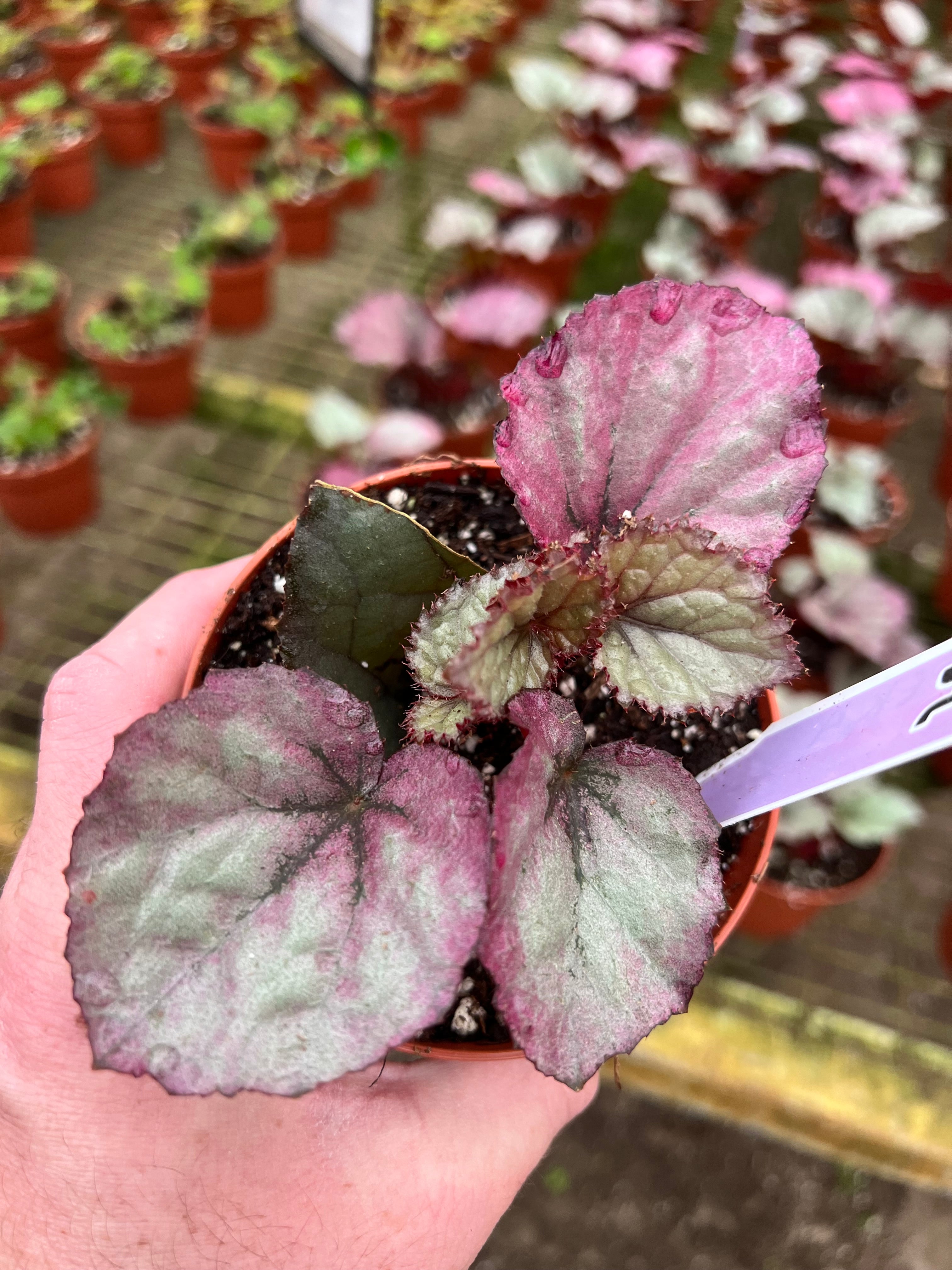 Begonia Oteka