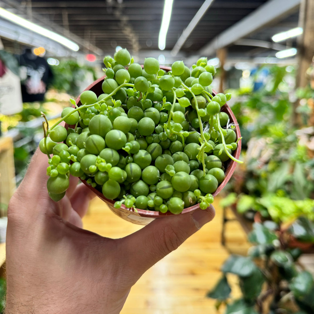 String of Pearls