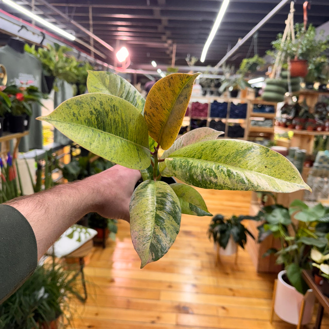 Ficus Shivereana Moonshine