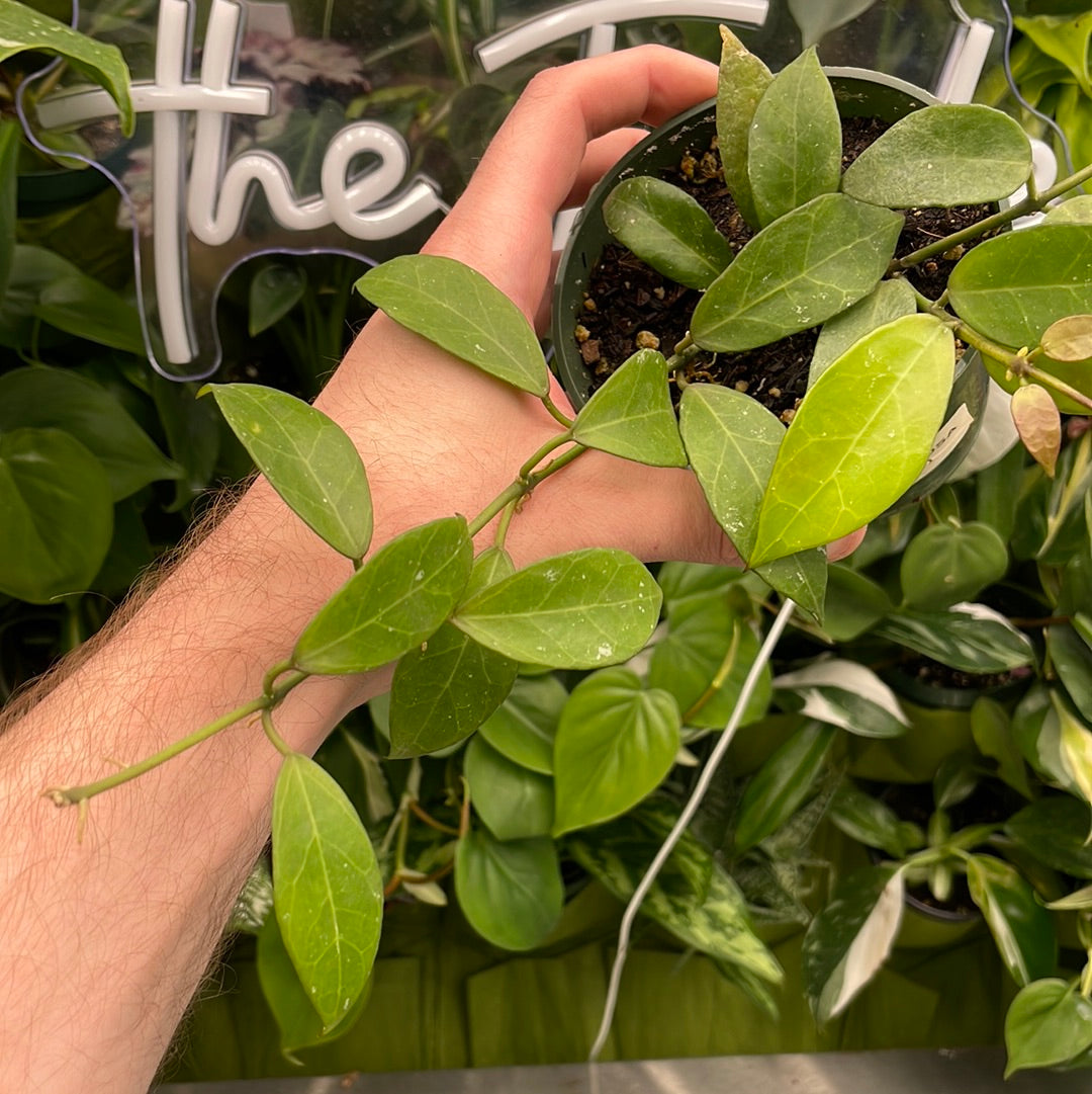 Hoya Lacunosa Big Leaf