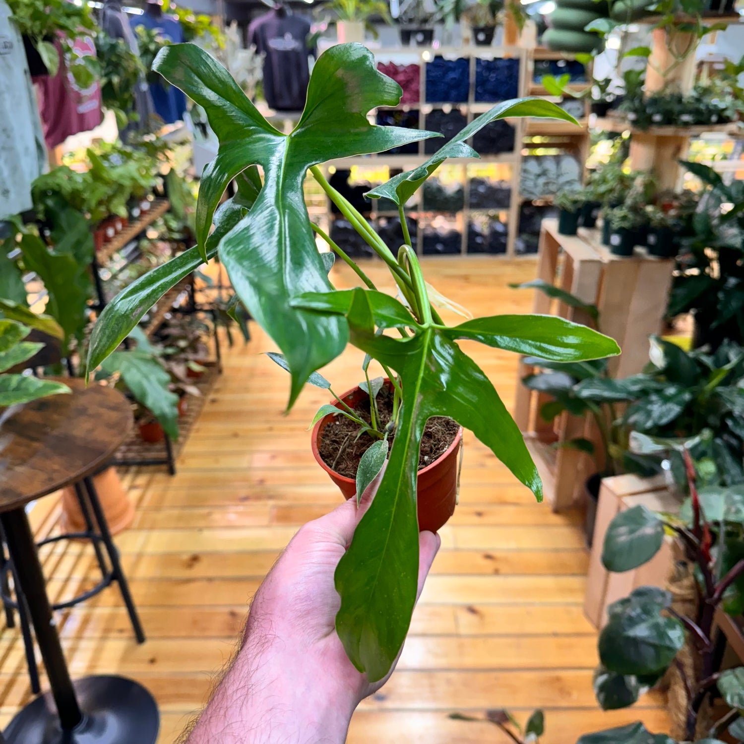 Philodendron Glad Hands