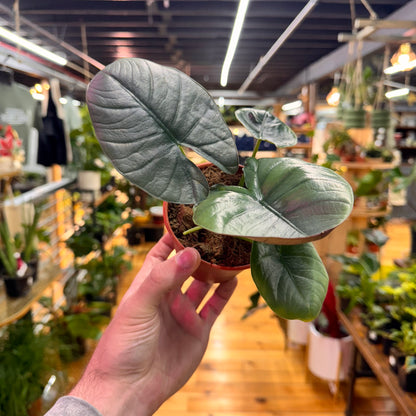 Alocasia Platinum