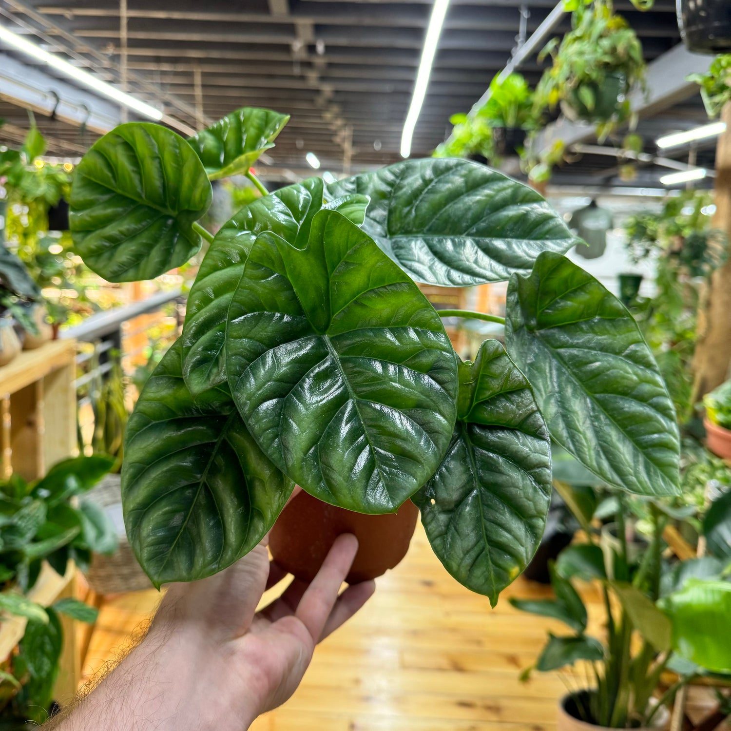 Alocasia Mirror Face