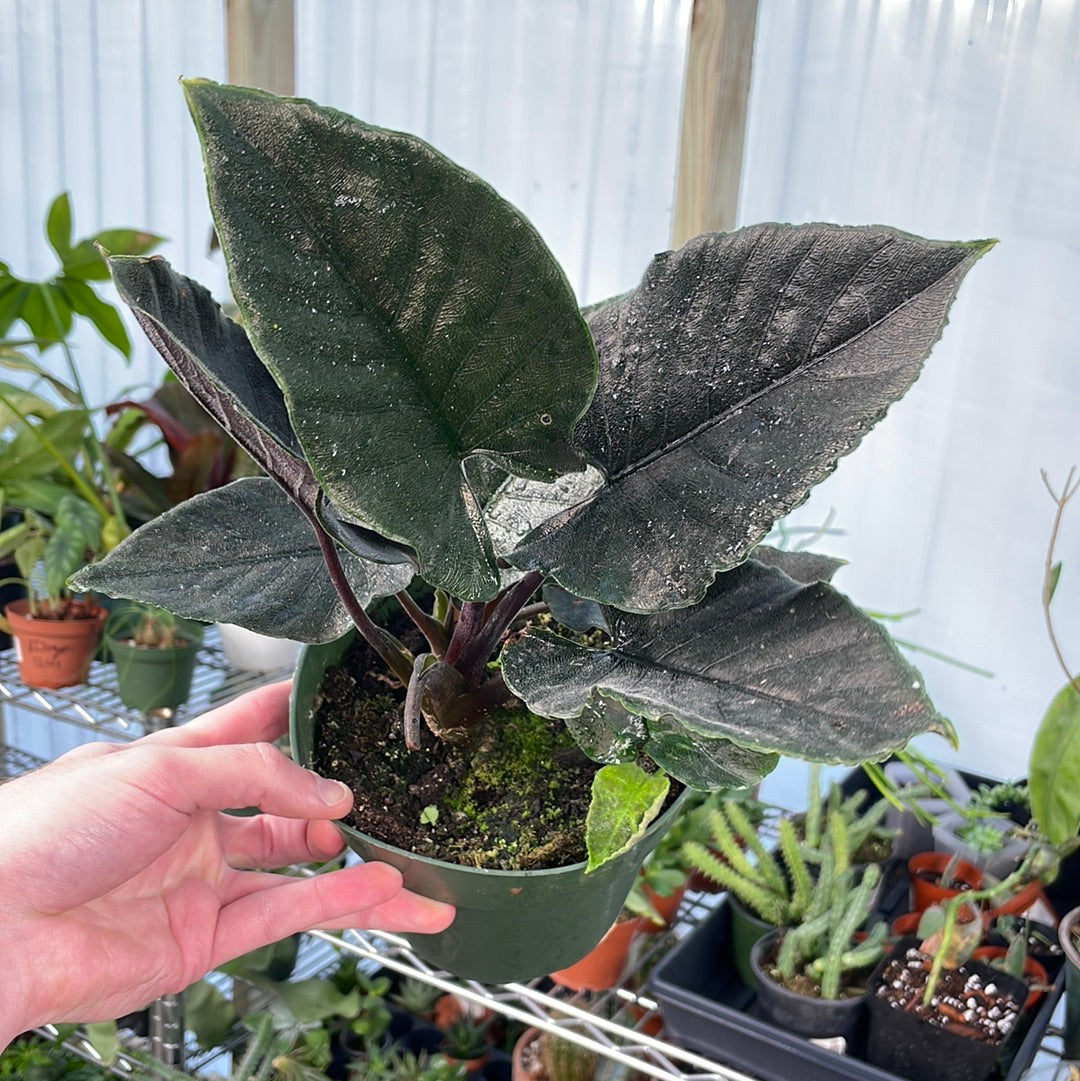 Alocasia Chienlii Antoro Velvet