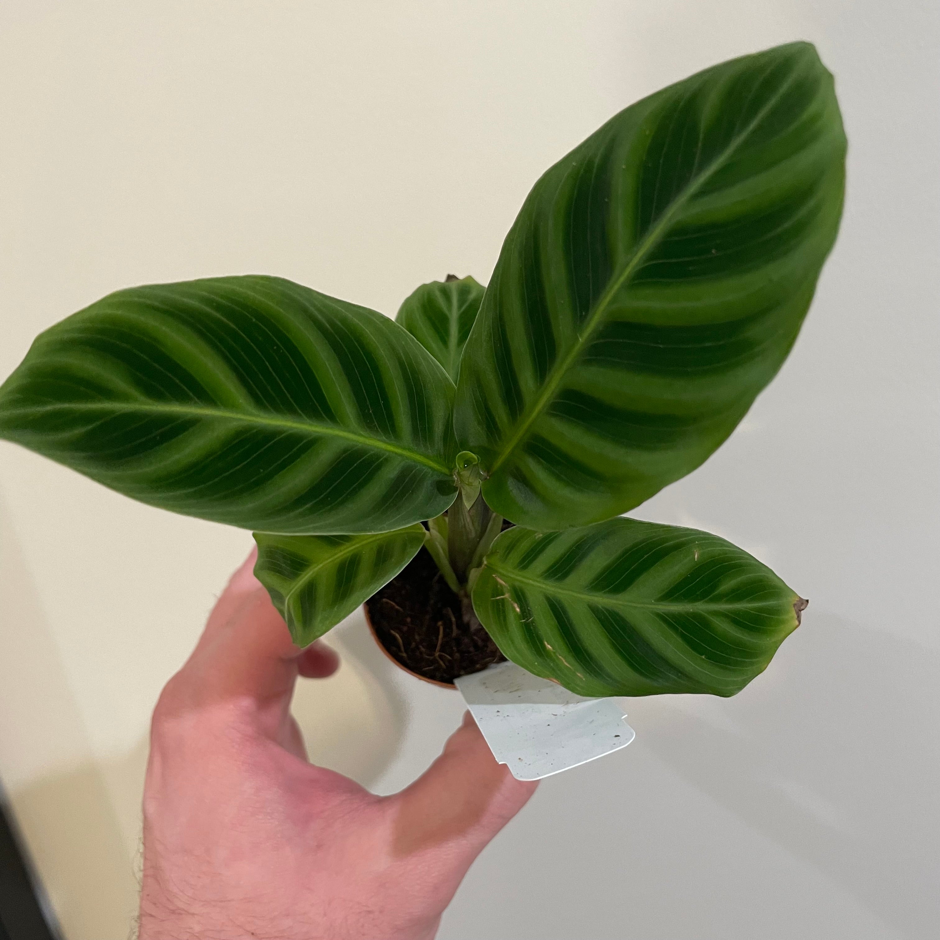 Calathea Zebrina