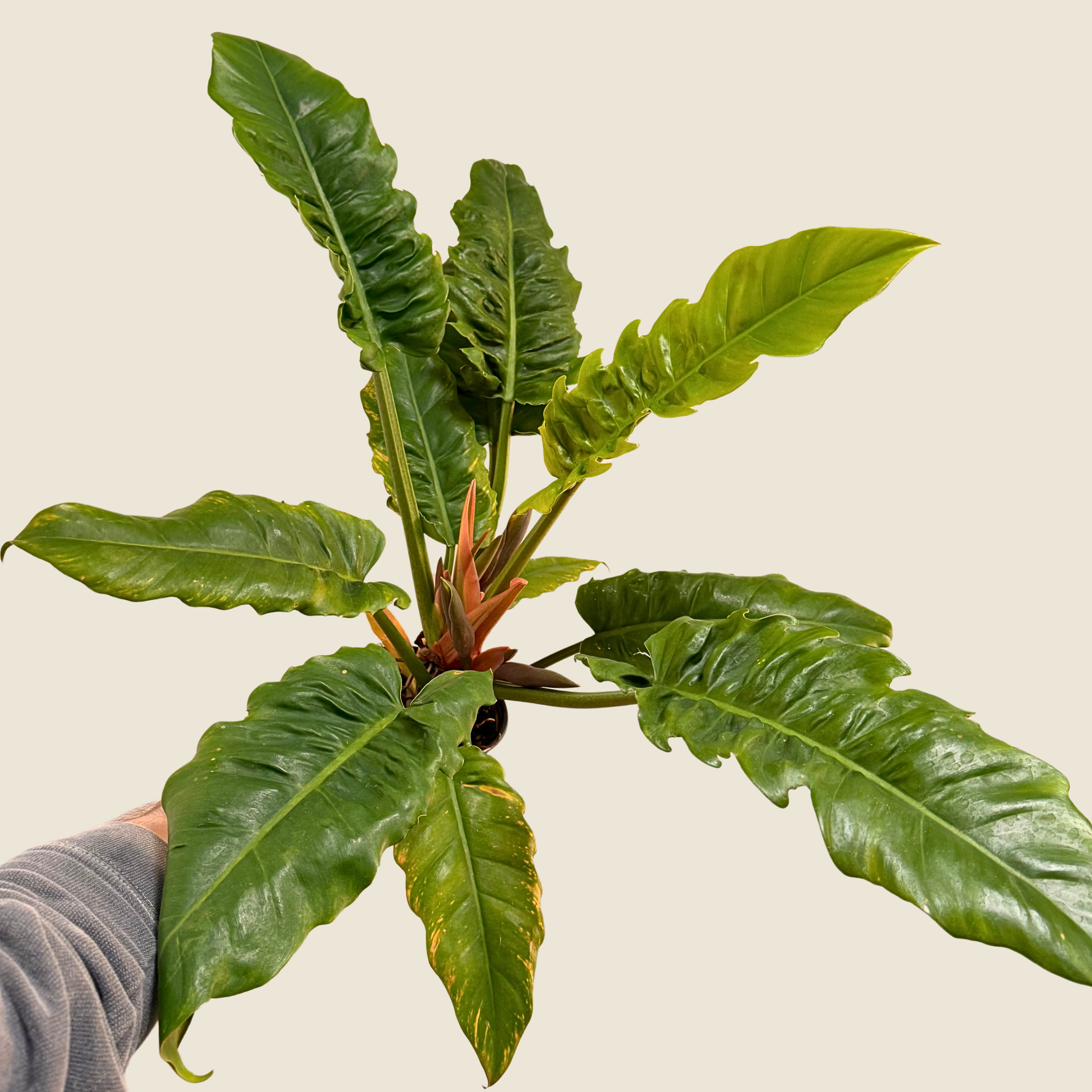 Philodendron Jungle Boogie