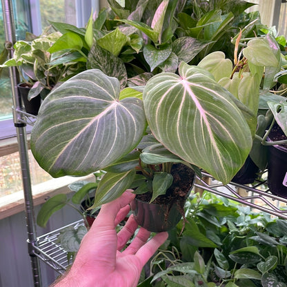 Philodendron Gloriosum