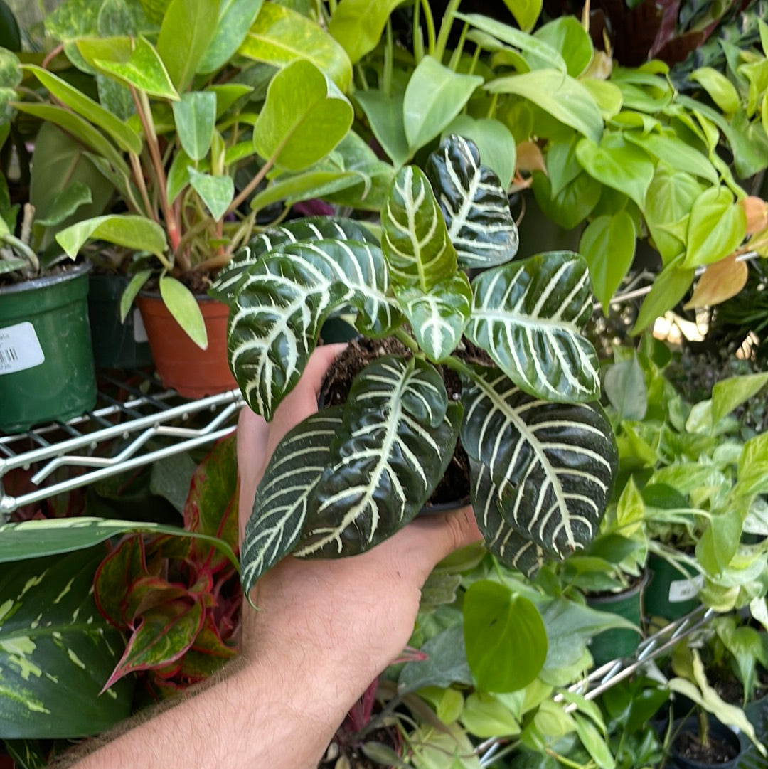 Aphelandra Zebra