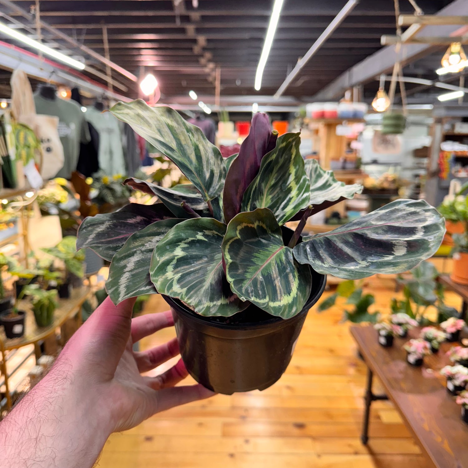 Calathea Medallion