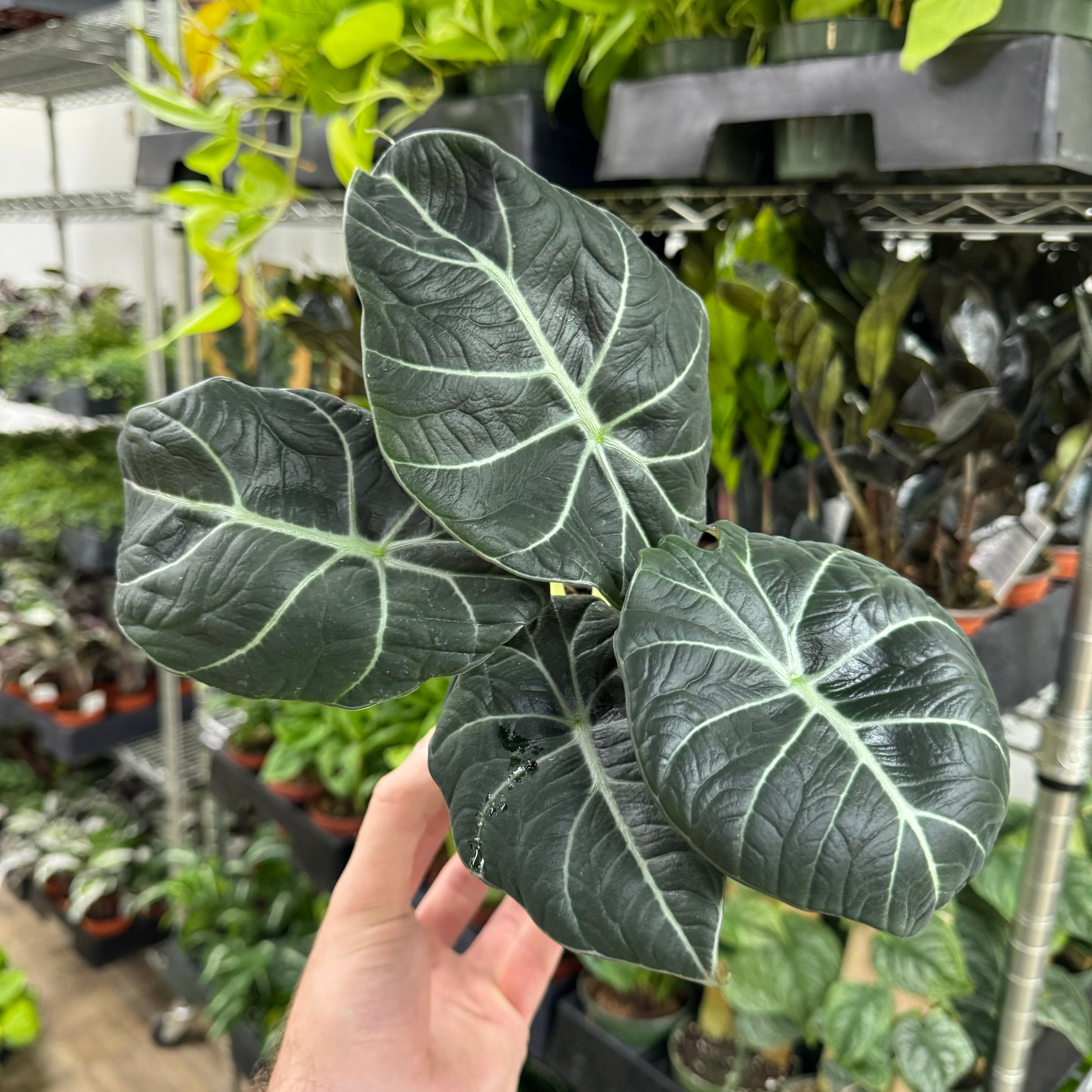 Alocasia Black Velvet