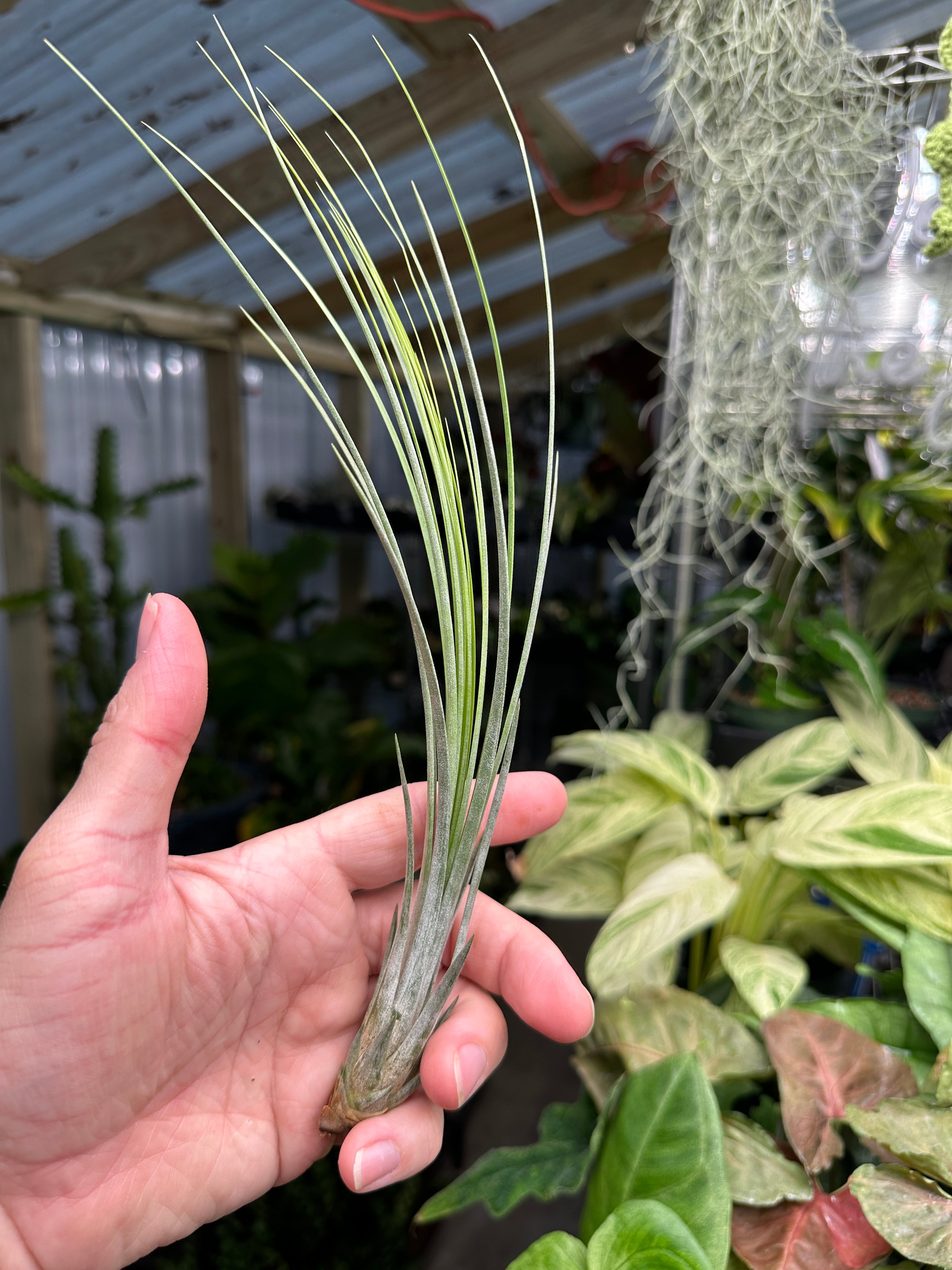 Juncifolia Air Plant