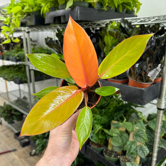 Philodendron Tangerine