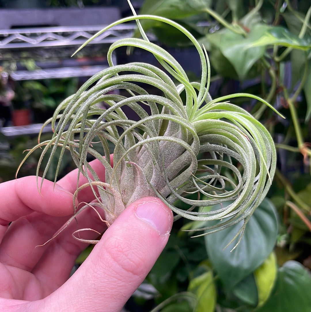 Victoriana Air Plant