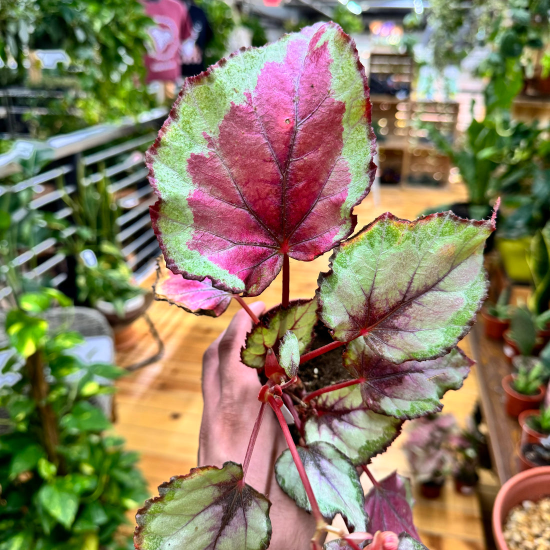 Begonia Spitfire