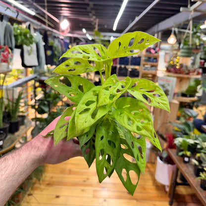 Monstera Adansonii Neon