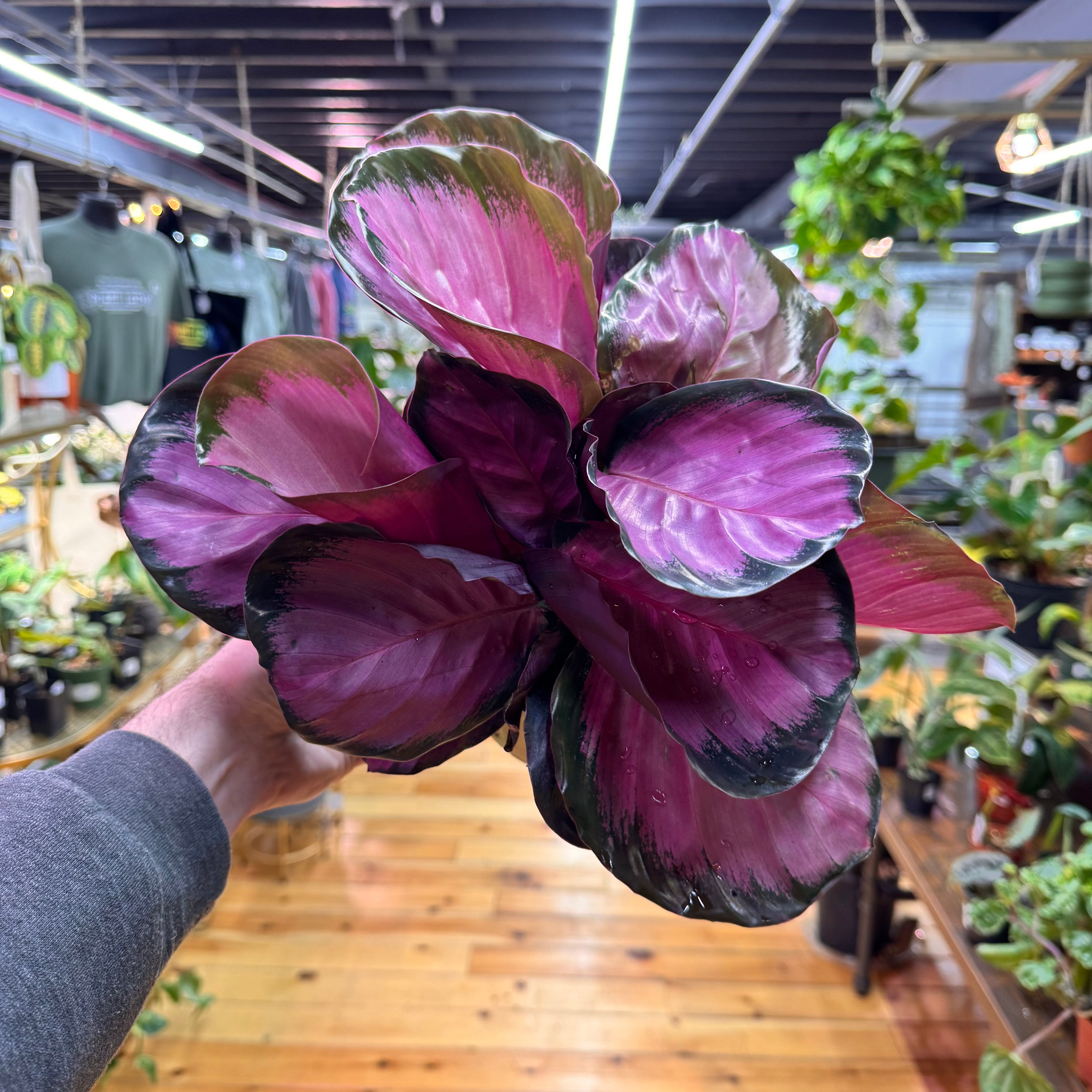 Calathea Purple Rose