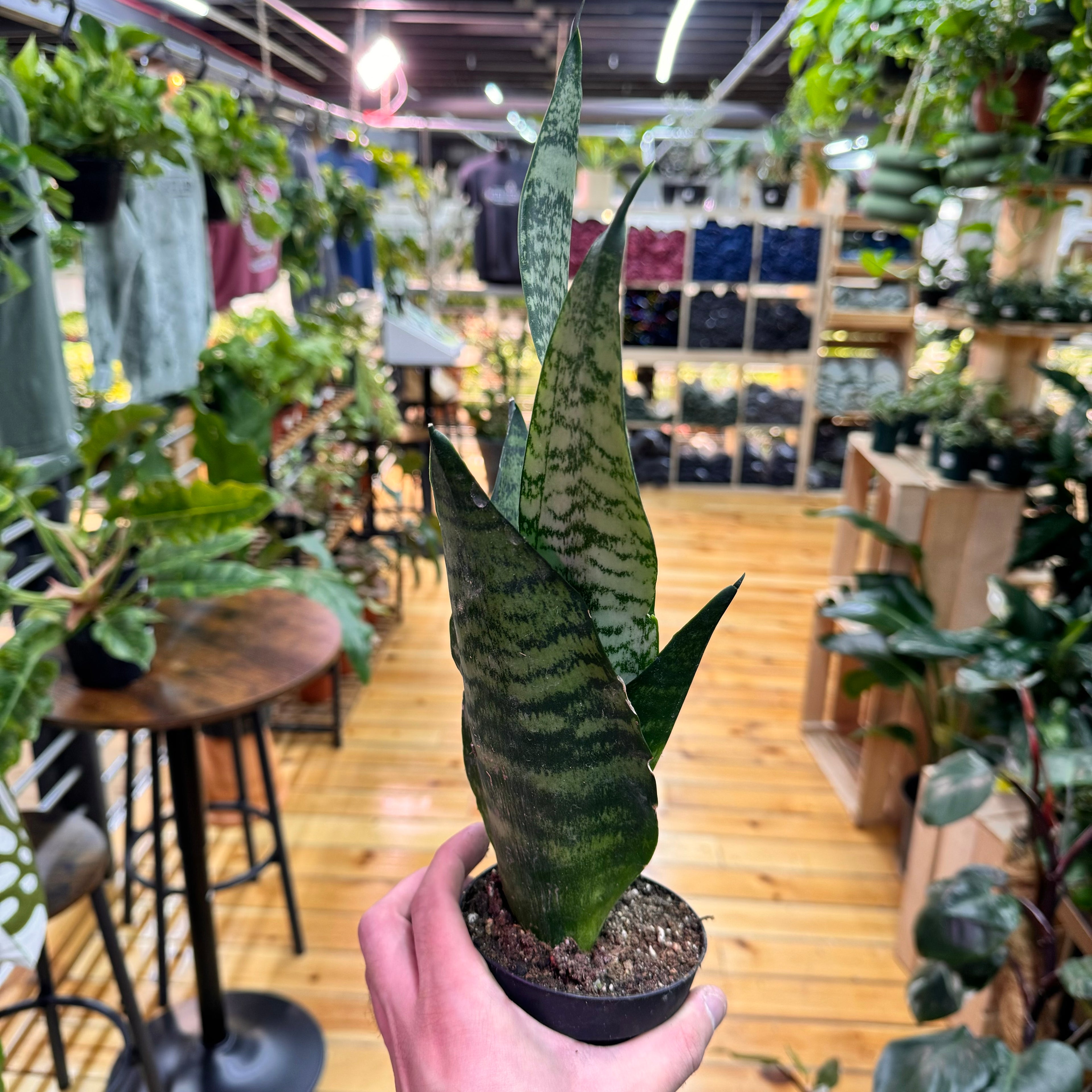 Sansevieria Coral