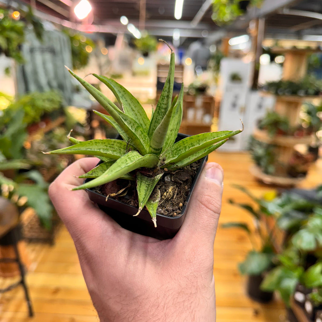 Sansevieria Josephine