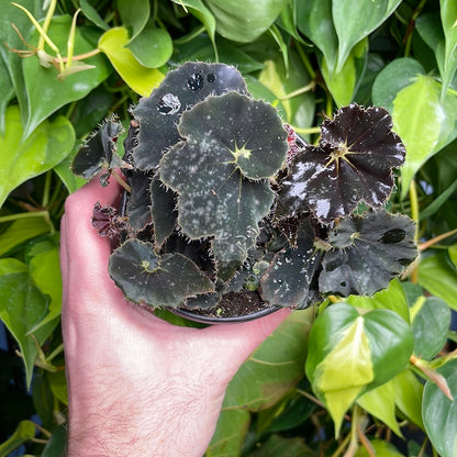 Begonia Dark Purple Velvet