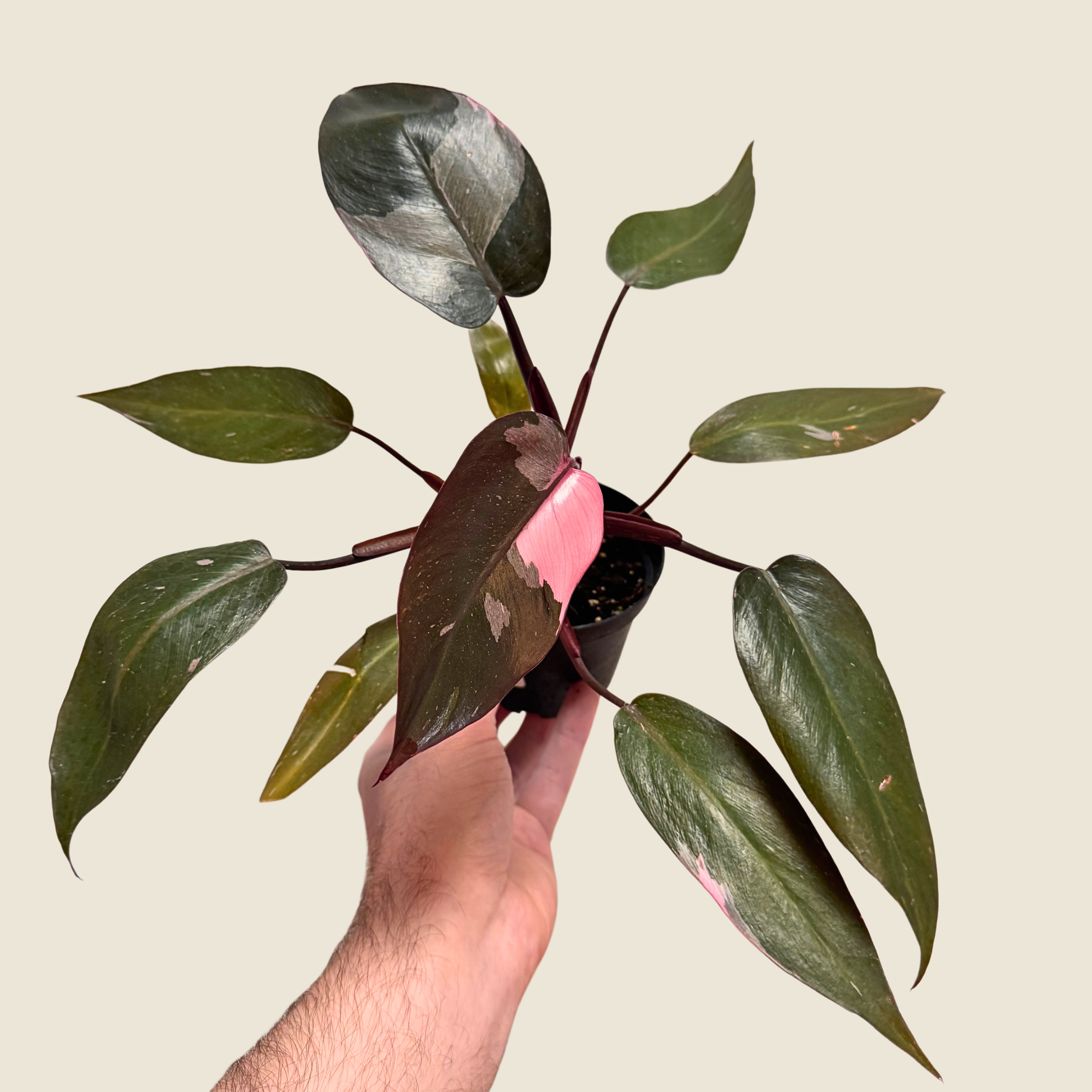 Philodendron Pink Princess