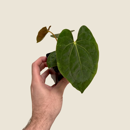 Anthurium (Dressler x Magnificum) x Lynam