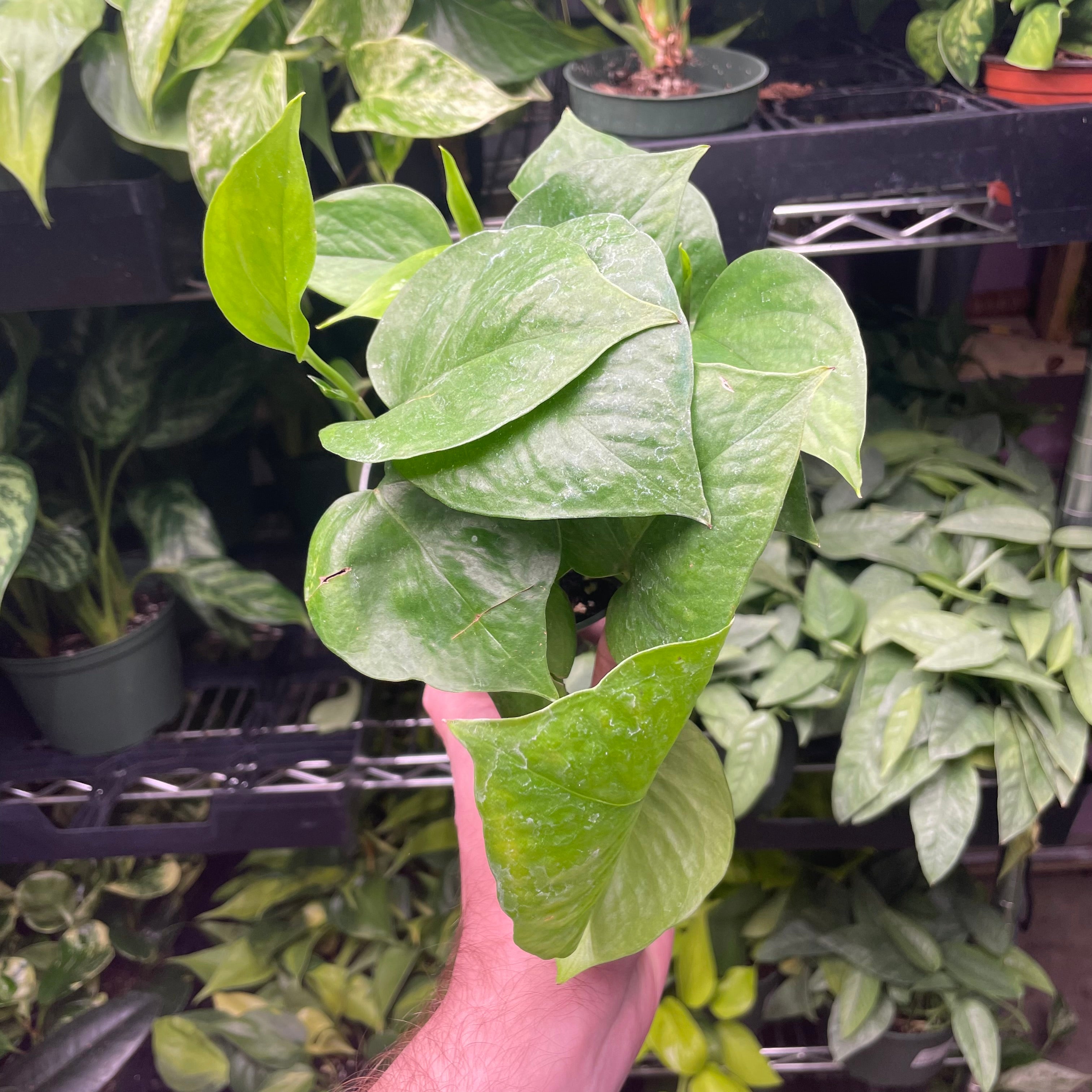 Pothos Jade