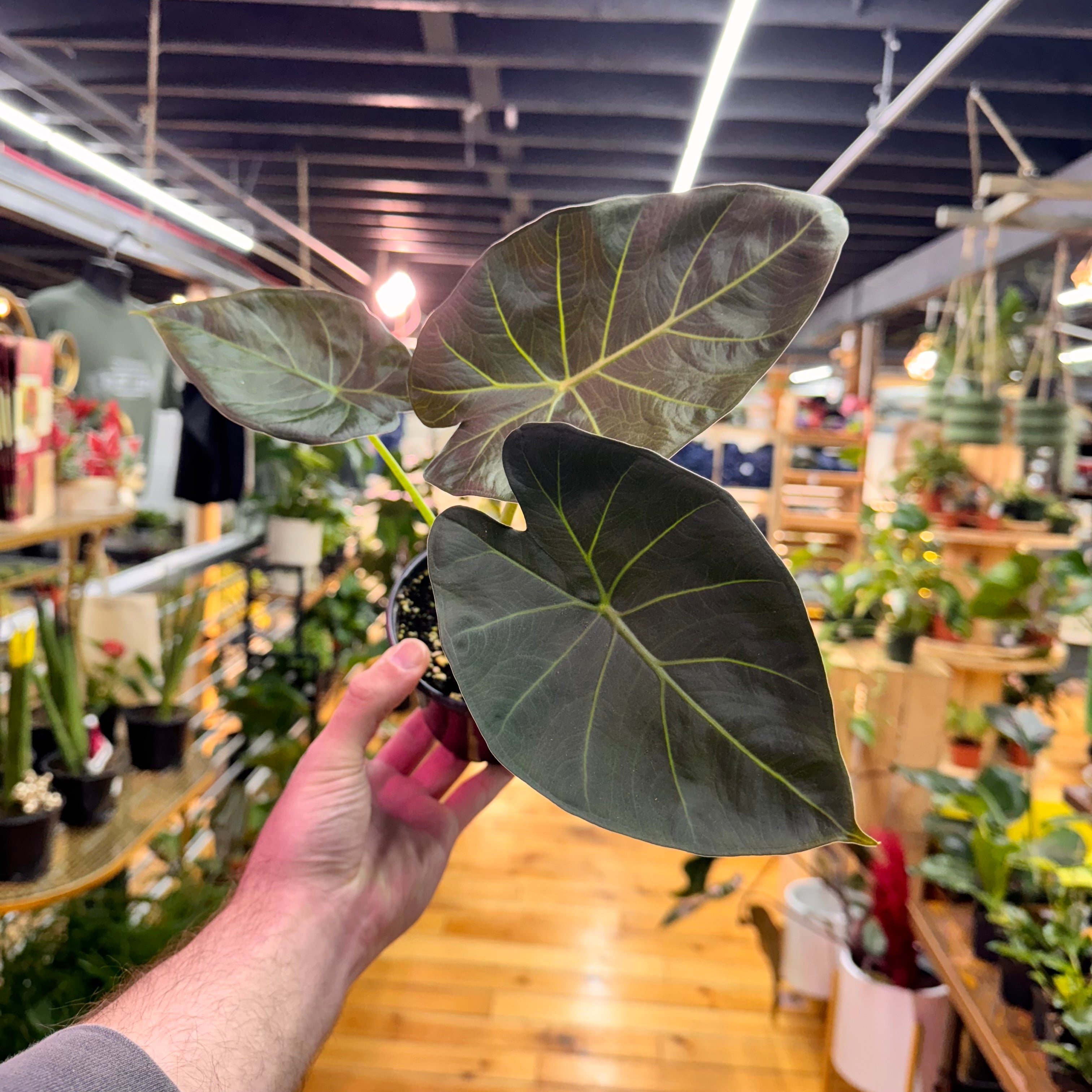 Alocasia Regal Shields