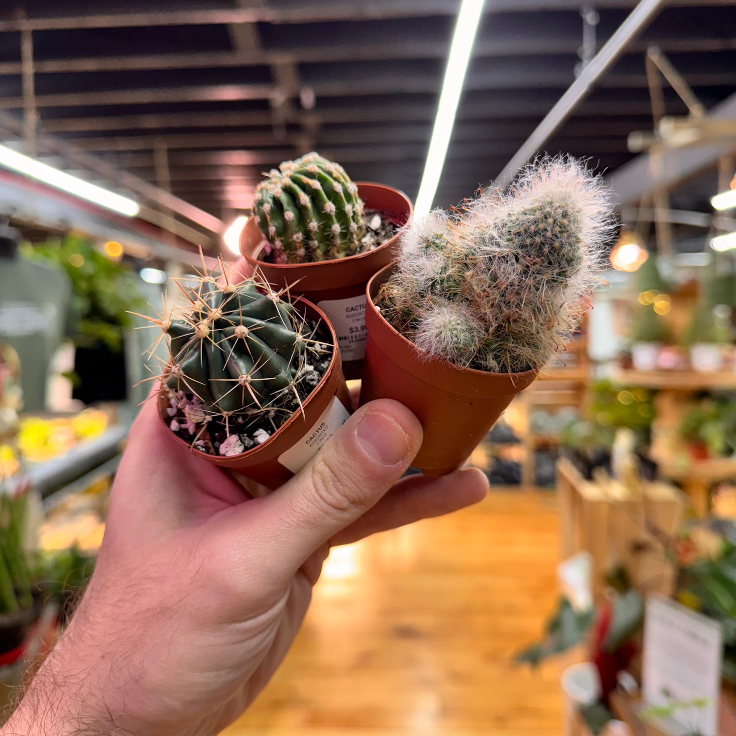 Assorted Small Cactus