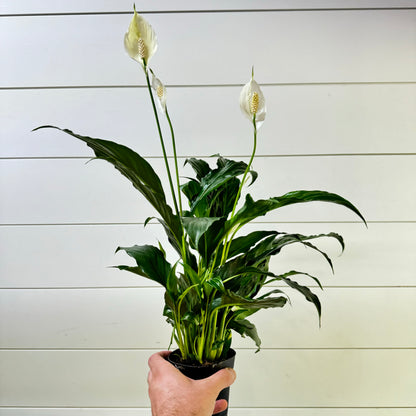 Peace Lily Flowerbunch