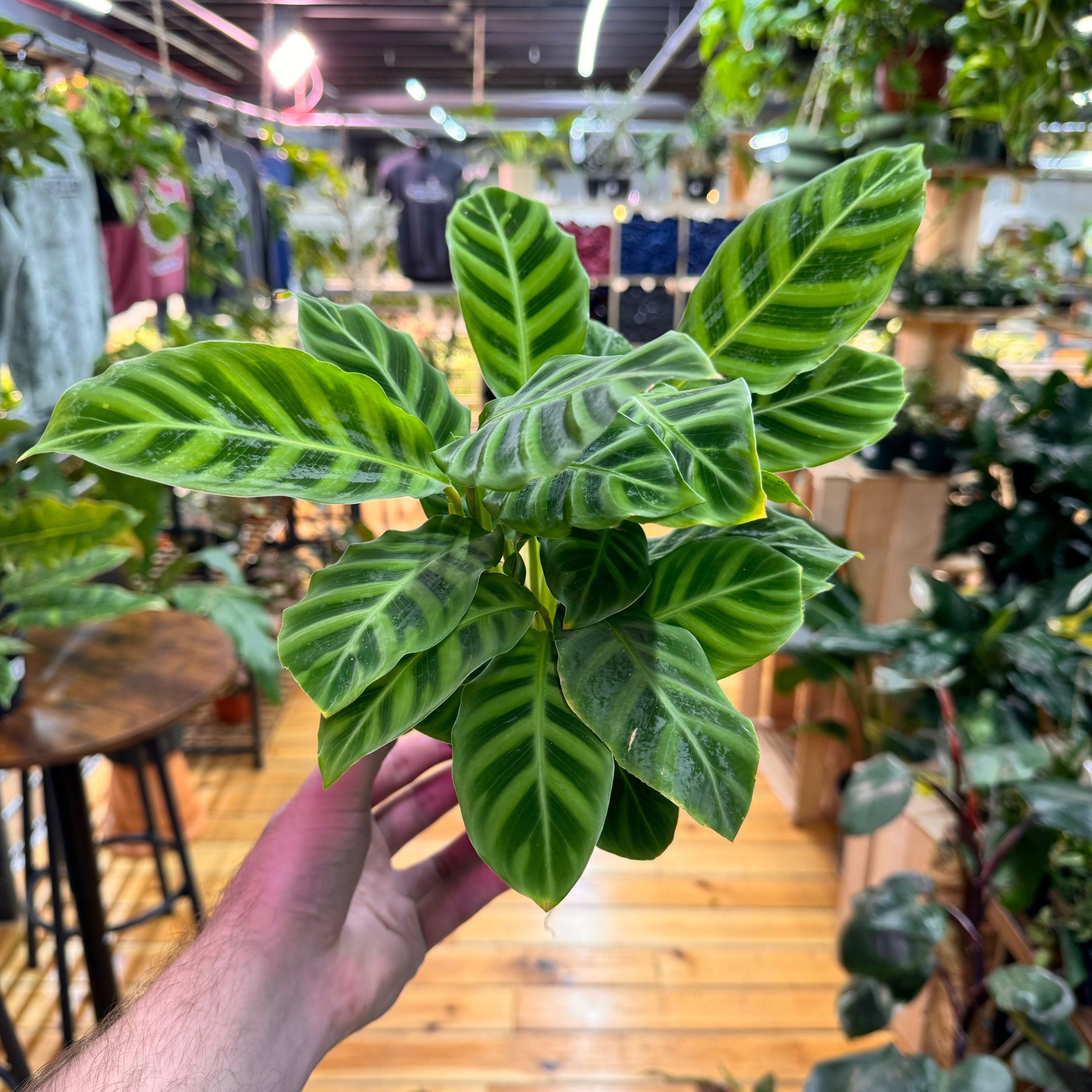 Calathea Zebrina