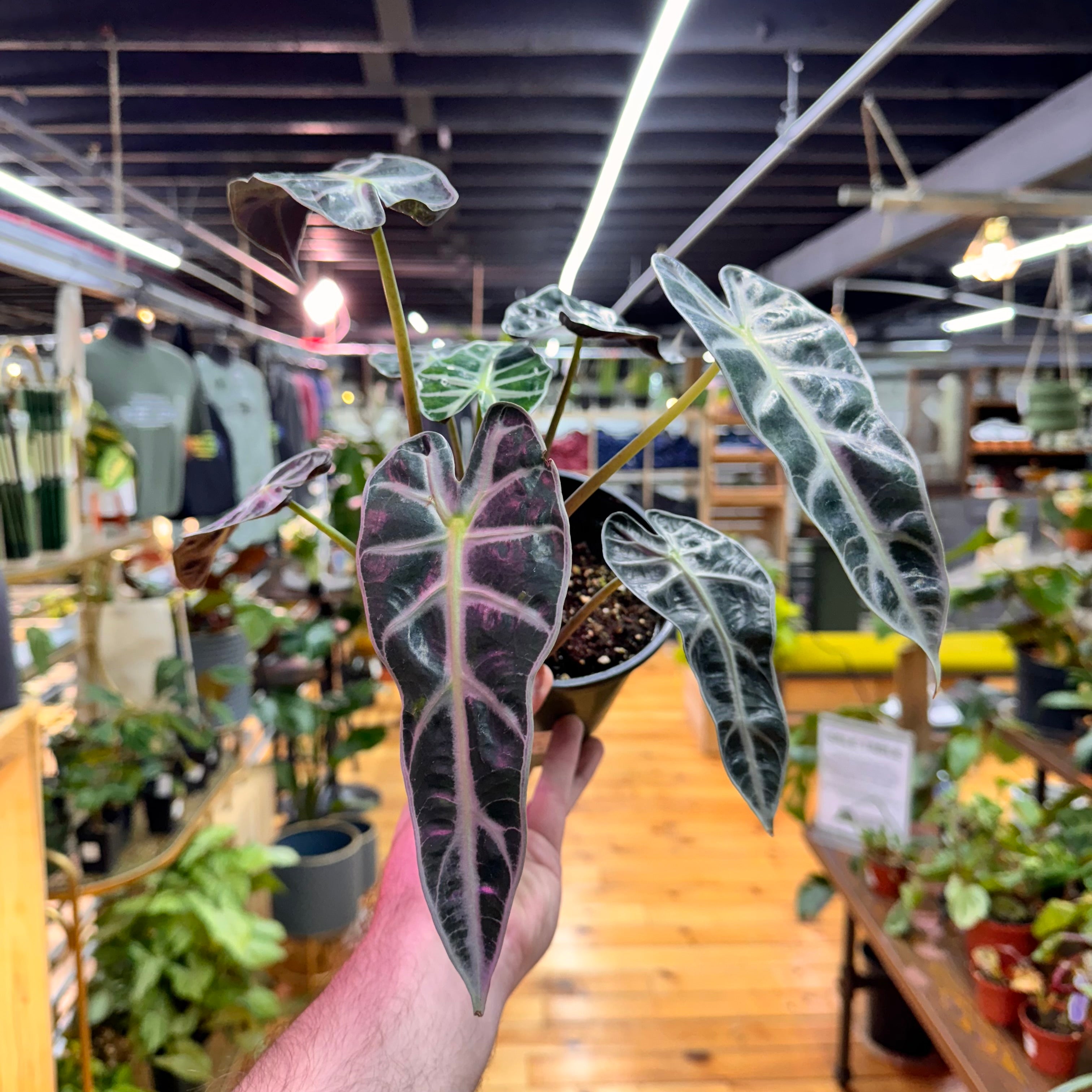 Alocasia Bambino