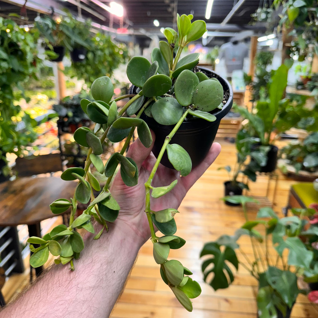 Peperomia Hope