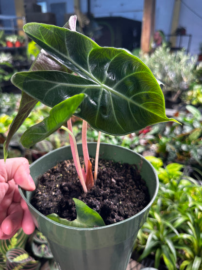 Alocasia Morocco