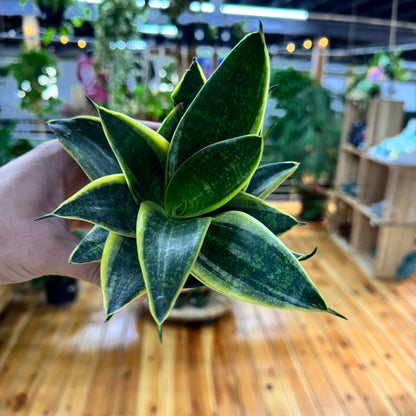 Sansevieria Emerald Star